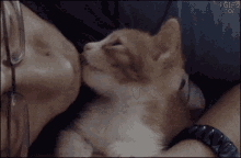 Kiss Kitten GIF - Kiss Kitten Cat GIFs