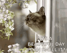 Beautiful Day Flowers GIF - Beautiful Day Flowers Cat GIFs