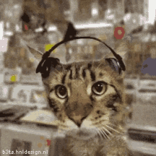 Musical Kitty GIF - Musical Kitty Jam GIFs