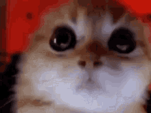 Cat Mind GIF - Cat Mind Control GIFs