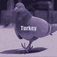 turkey pigeon thanksgiving