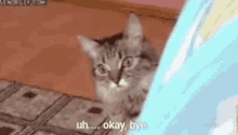Kitty Bye GIF