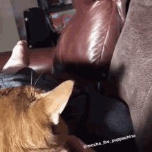 Dog Snapping At Cat GIF - Dog Snapping At Cat GIFs
