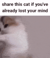 a blurred image of a cat with the words `` share this cat if you 've already lost your mind ''