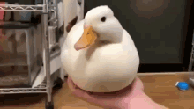 Duck Dissapear GIF - Duck Dissapear Duck Dissapear GIFs