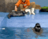 a man in an orange shirt is petting a seal