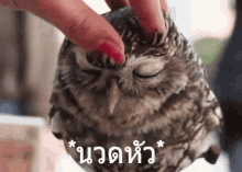 นวดหัว นวดขมับ นกฮูก GIF - Head Massage Head Rub Owl GIFs