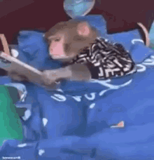 a monkey is reading a book while sitting on a bed .