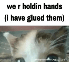 a cat is looking at the camera and says `` we r holdin hands ( i have glued them ) ''
