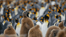 Calling For Attention National Geographic GIF - Calling For Attention National Geographic Penguins GIFs