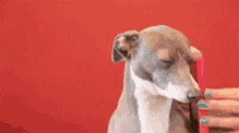 Dog Dogs GIF - Dog Dogs What GIFs