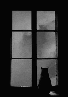 Window Cat GIF - Window Cat Fog GIFs