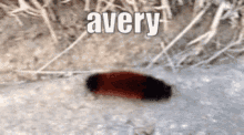 Avery Worm GIF - Avery Worm Funny GIFs