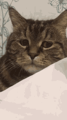 Sad Cat Cat GIF