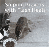 two cats and a raccoon are eating from a bowl of food with the words sniping prayers with flash heals above them