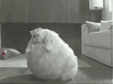 Fat Cat GIF - Fat Obese White GIFs