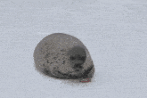 a seal is laying in the snow with a blue hand reaching out towards it