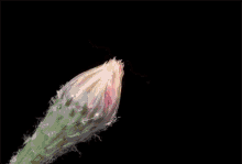 Cactus Flower GIF - Cactus Flower Blooming GIFs