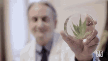 a man in a lab coat is holding a petri dish with a marijuana leaf in it