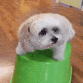 a small white dog is sitting on top of a green plastic bucket .