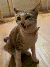 a cat with a pink collar is sitting on a wood floor