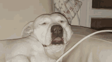 Dreaming Dog GIF - Dreaming Dog Sleep GIFs