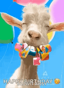 a goat with balloons and candy in its mouth is blowing out a candle .