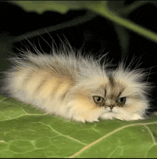 a fluffy cat laying on a green leaf with a black background