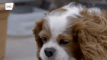 Cute Cavalier GIF - Cute Cavalier Puppy GIFs