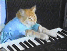 Cat Piano GIF - Cat Piano Music GIFs