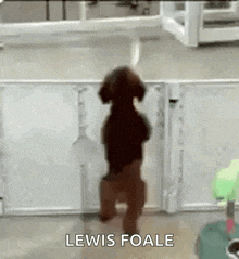 a small dog is standing on its hind legs in a room .