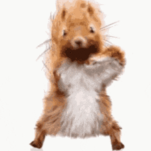 Hiphopsquirrel GIF - Hiphopsquirrel GIFs