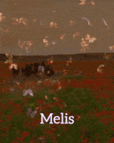 Melis GIF
