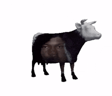 cow lone