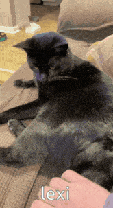 Lexi Cat GIF - Lexi Cat Eating Tail GIFs