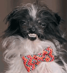 Ugly With Bow Tie GIF - Ugly Dog Bow Tie Ugly GIFs