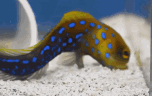 Fish Sand GIF - Fish Sand Aquarium GIFs