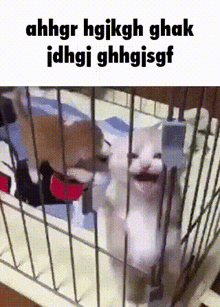 Cat Kitty GIF - Cat Kitty Cage GIFs