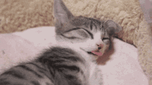 Cute Cat Cat GIF - Cute Cat Cat Tongue Out GIFs