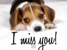 i miss you missing doggie sad dog