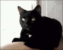 Yousmelllikebeefandcheese Cat GIF - Yousmelllikebeefandcheese Cat Barf GIFs