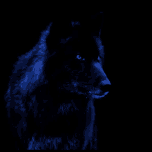 Wolf Galaxy GIF - Wolf Galaxy Blue GIFs
