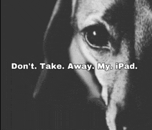 a black and white photo of a dog with the words " don 't take away my ipad "