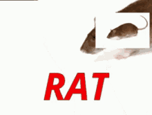 Rat Ratratrat GIF - Rat Ratratrat Rats GIFs