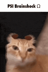 a close up of a cat 's face with the words psi brainshock written above it .