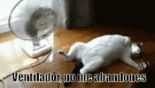 Gato Tumbado Ventilador GIF - Cat Sleeping Hot GIFs
