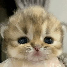 a close up of a small kitten with blue eyes .