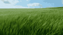 Grass Mowing GIF - Grass Mowing Grass Cutting GIFs