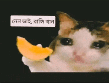 a cat is holding a slice of cantaloupe in its paws .