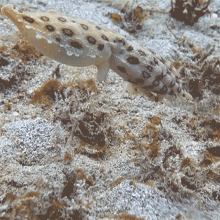 This Is A Good Spot Octonation GIF - This Is A Good Spot Octonation Blue Ringed Octopus GIFs